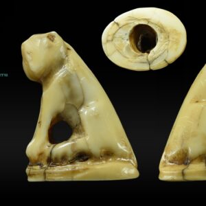 เขี้ยวเสือแกะ เขี้ยวมีอายุ มีรอยจาร ไม่ทราบที่