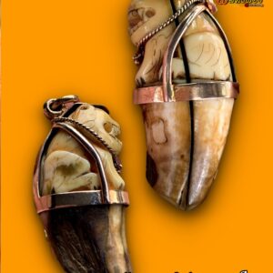 เขีี้ยวเสือแท้ เขี้ยวเสือป่า เขี้ยวเสือกระเด็น เก่ามากดูง่ายสบายตา เลี่ยมกระเช้าทอง